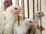Almotamar Net - Public Health and Population Undersecretary Dr Majid Yahya al-Junaid on Saturday said Yemen is completely free from the virus of bid flu disease and pointed out that the national committee entrusted with taking precautionary procedures against bird flu is to meet this week. 