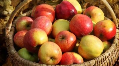 المؤتمر نت - للتفاح فوائد كثيرة على صحة الإنسان، وهو غني بمضادات الأكسدة والفيتامينات والمعادن الضرورية