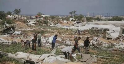 المؤتمر نت - أكدت الأمم المتحدة اليوم، تضرر نسبة 87% من الأراضي الزراعية في قطاع غزة بسبب العدوان الإسرائيلي