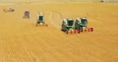 المؤتمر نت - الجوف تتوسع بزراعة محصول القمح