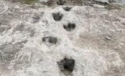 المؤتمر نت - اكتشاف آثار أقدام ديناصورات