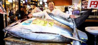 المؤتمر نت - بيع سمكة بـ3.27 مليون دولار